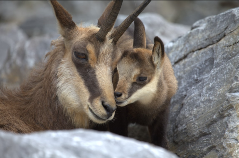 Alpenzoo Innsbruck