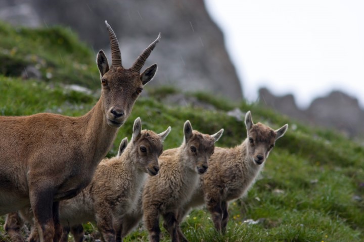 Wildpark Aurach